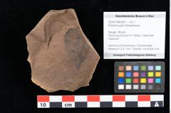 Foto (Objekt + Etikett) von Rhytisma pythii Ettingshausen (NHMW-GEO-2024-0188-0081)